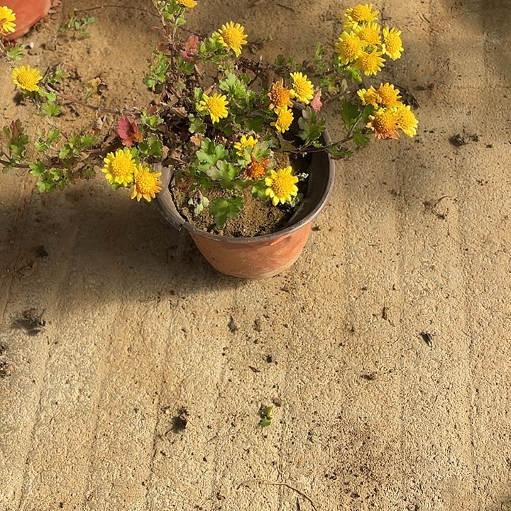 百****25菊花菊花菊花计划经济