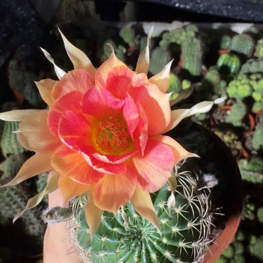 何***ღ无花朵丽花哈哈哈哈哈哈哈