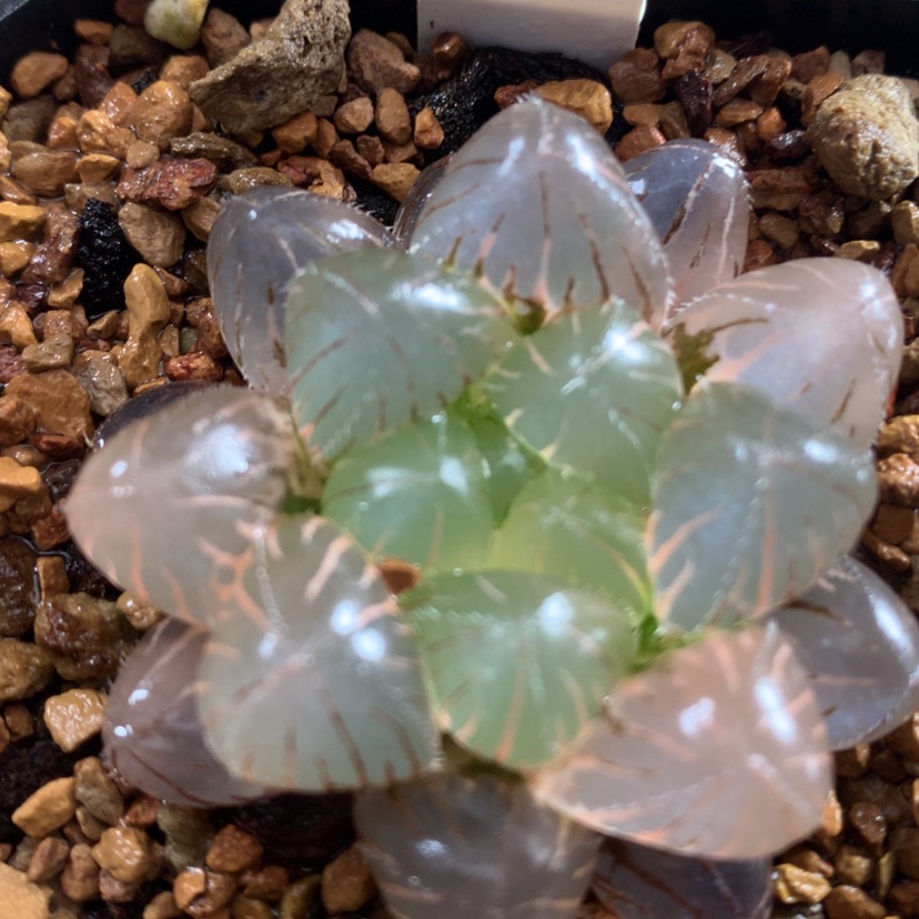 【闪购商品】395赤线玉露