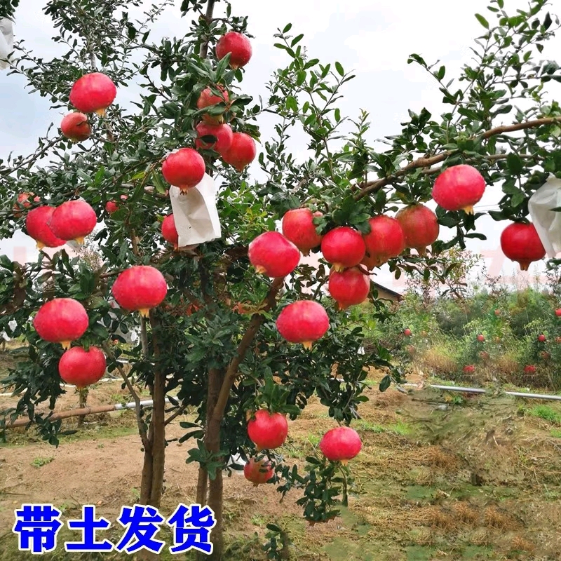 嫁接突尼斯软籽石榴