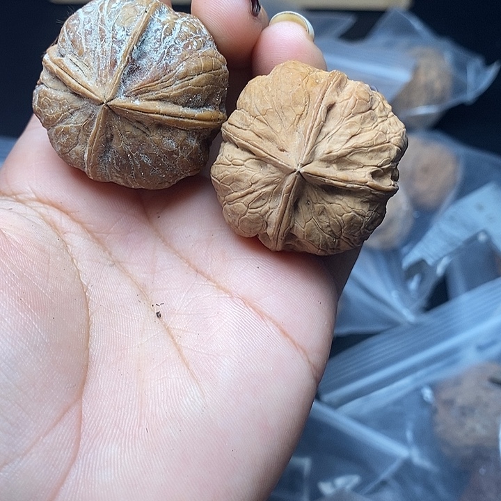 把件文玩核桃    17h