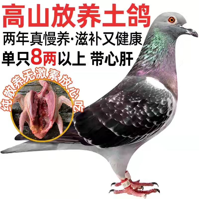 正宗高山放养土鸽子每日活鸽新鲜现杀土鸽带心肝