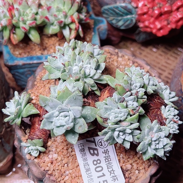 8015苹果叶杂交仙女杯多肉