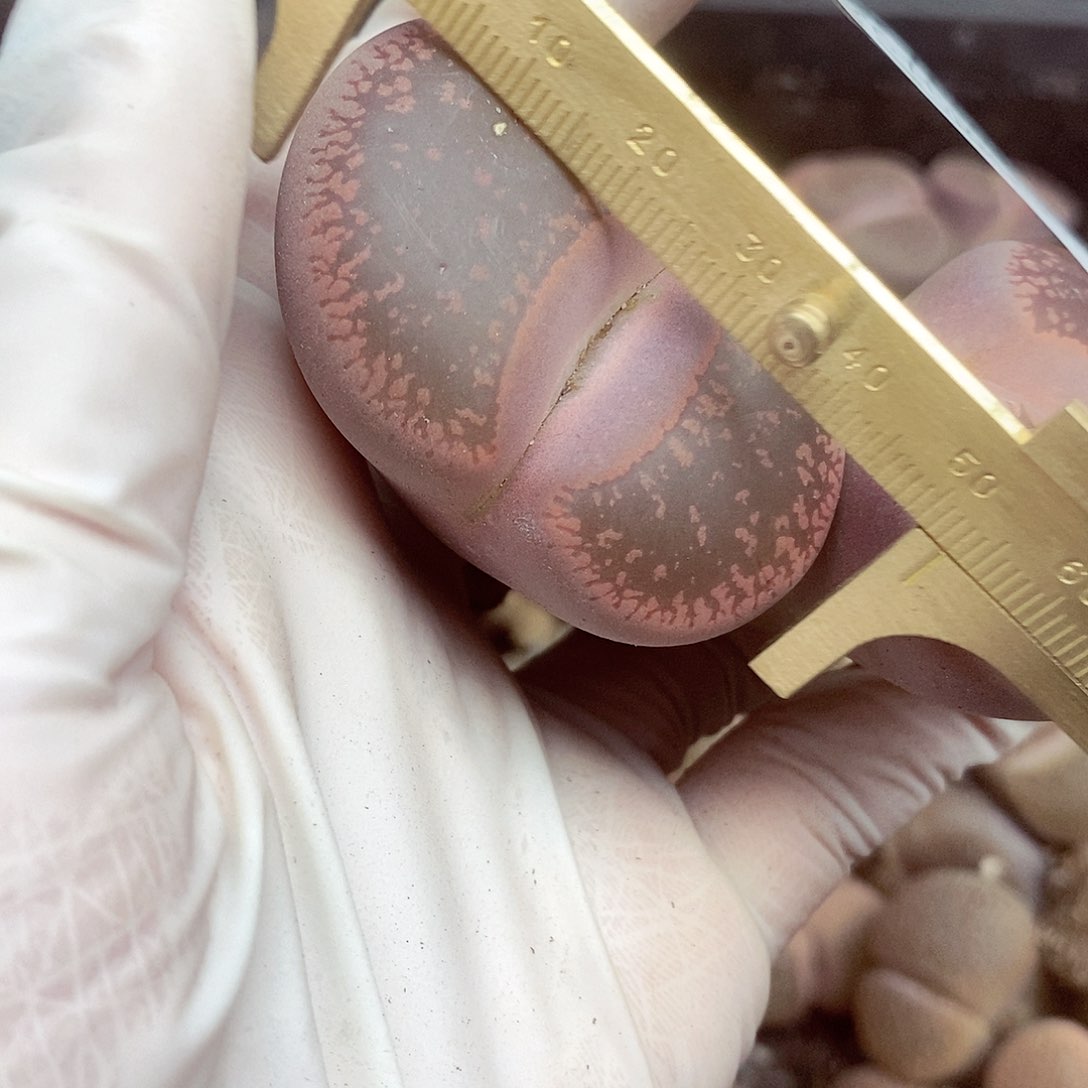 我还想和他们出去逛逛看看呢376