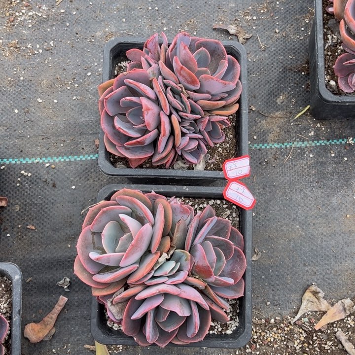 玲*尘埃玫瑰两颗