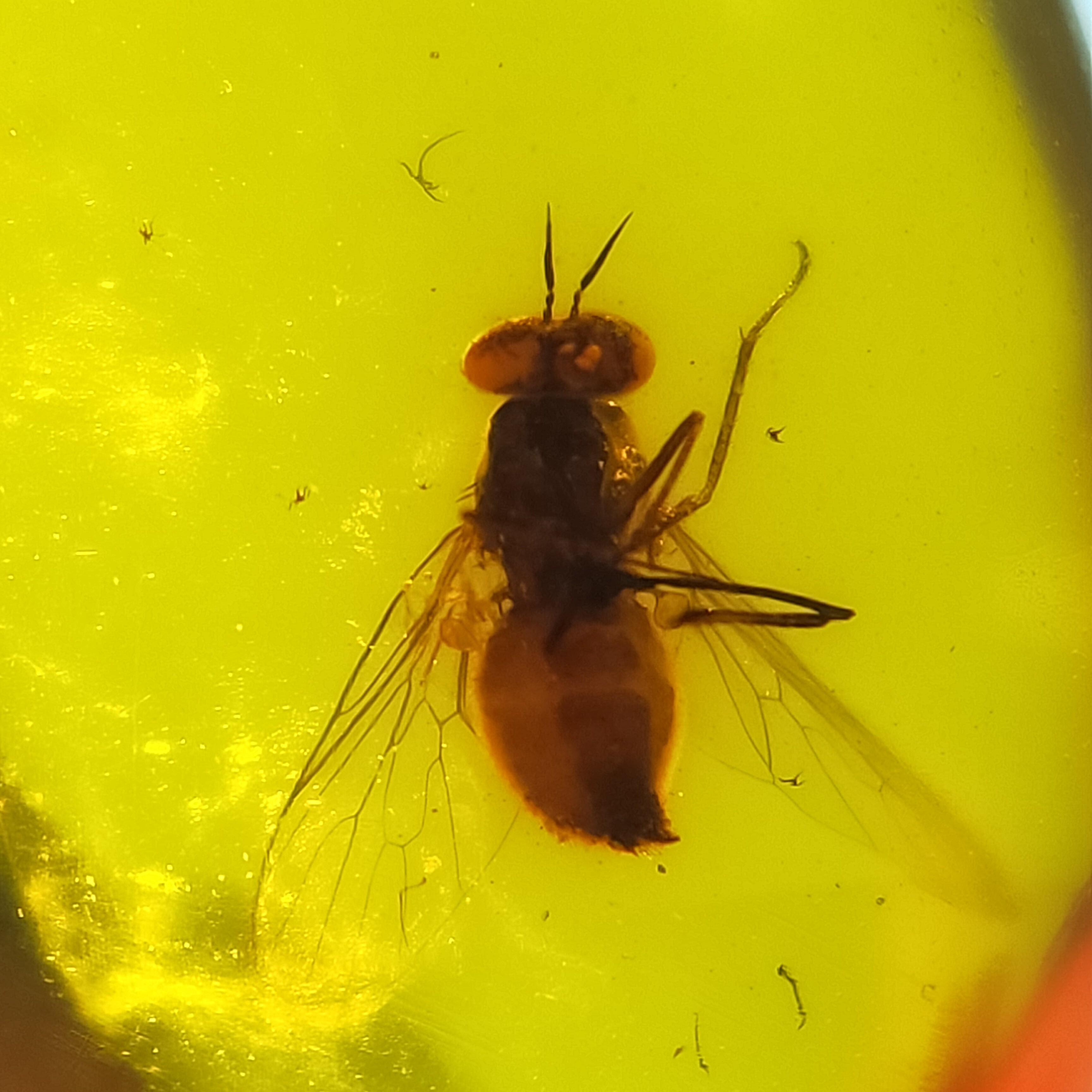 大头苍蝇天然缅甸琥珀蜜蜡特色虫珀原石裸石无优化珠宝首饰保真