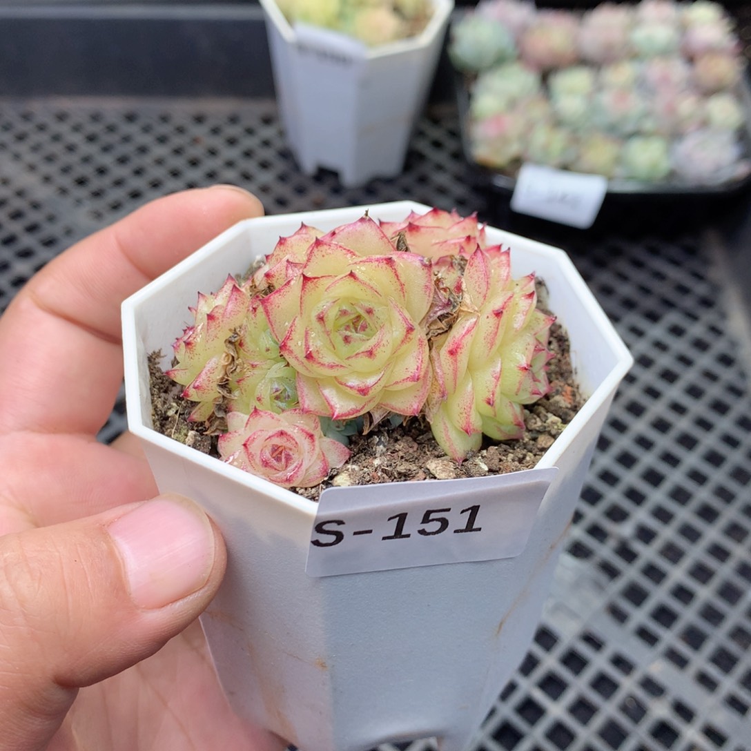 无花朵S151英语英语