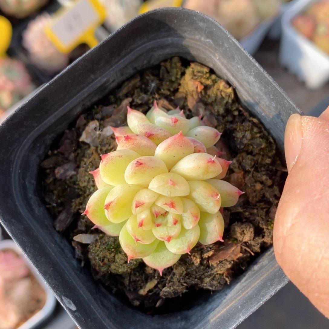 精品多肉一物一拍不包整11