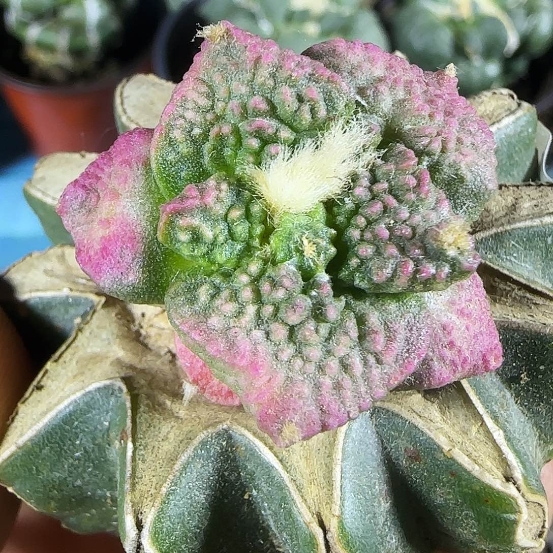 大尤哥斯拉锦750仙人球开花