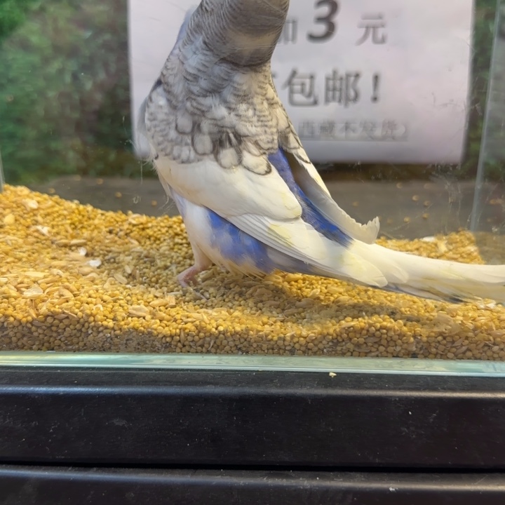 虎皮鹦鹉大头虎皮鹦鹉