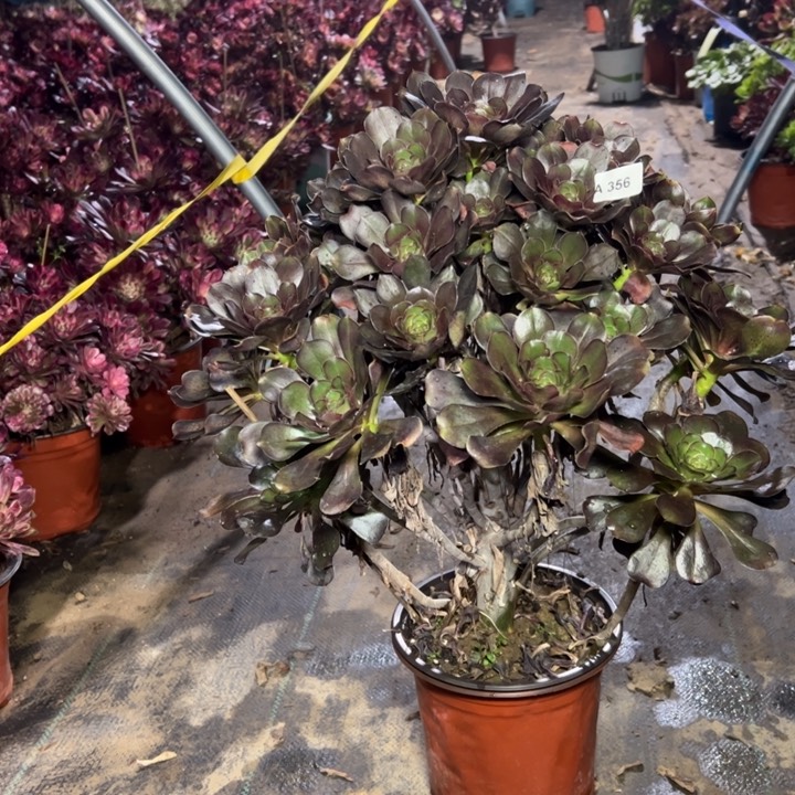 二**姨356灰圆多肉多肉多肉