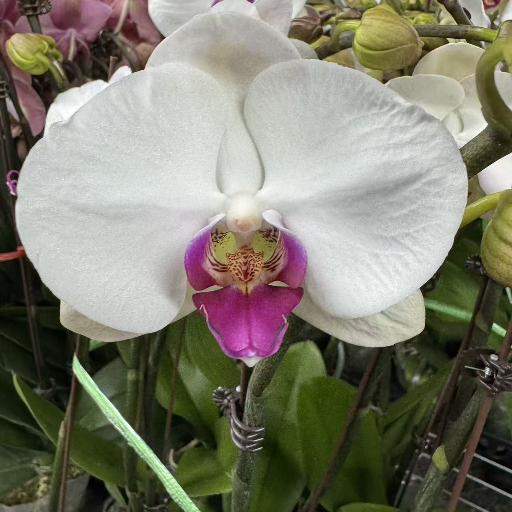 兰屿LYSLAND【赤兔】蝴蝶兰鲜花盆栽