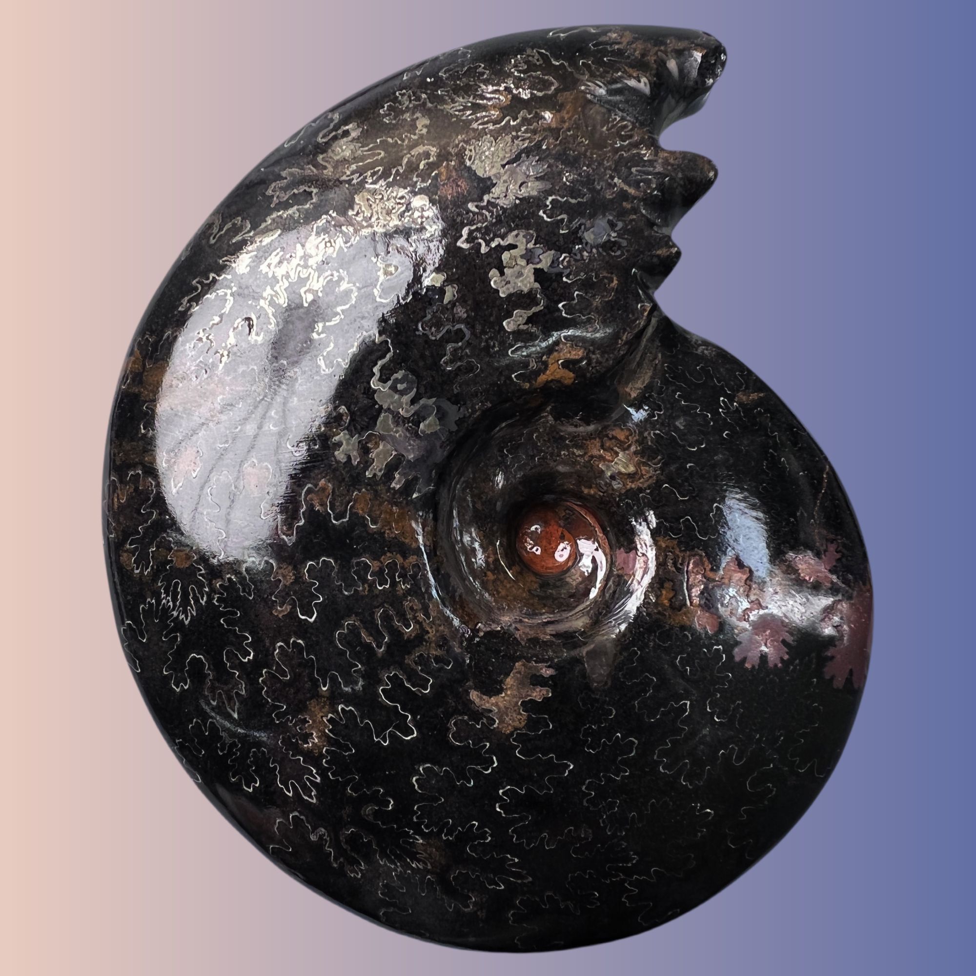 【 叶菊石（碳化）】尺寸118mm 玉化 马达加斯加 古贝壳 B1