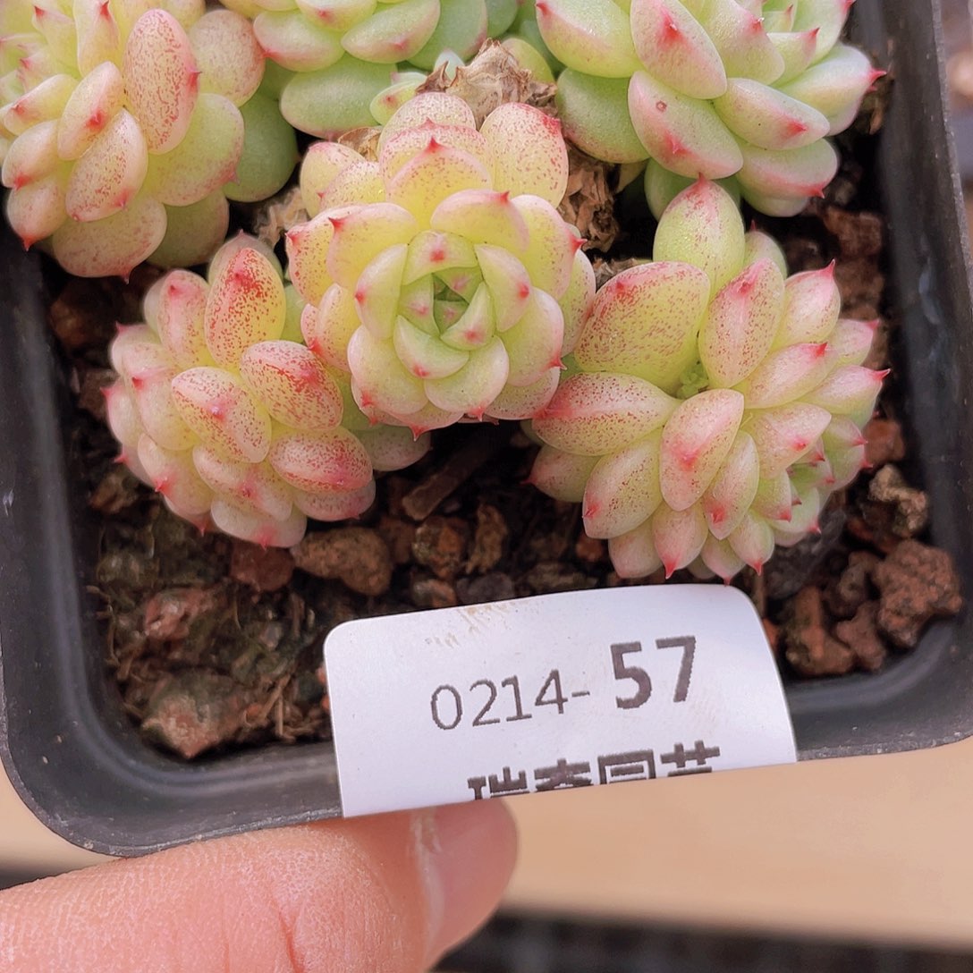 00000000000057一物一拍