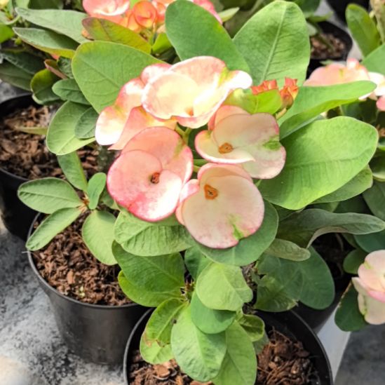 完全开放纳兰开花大株直播间一物一拍