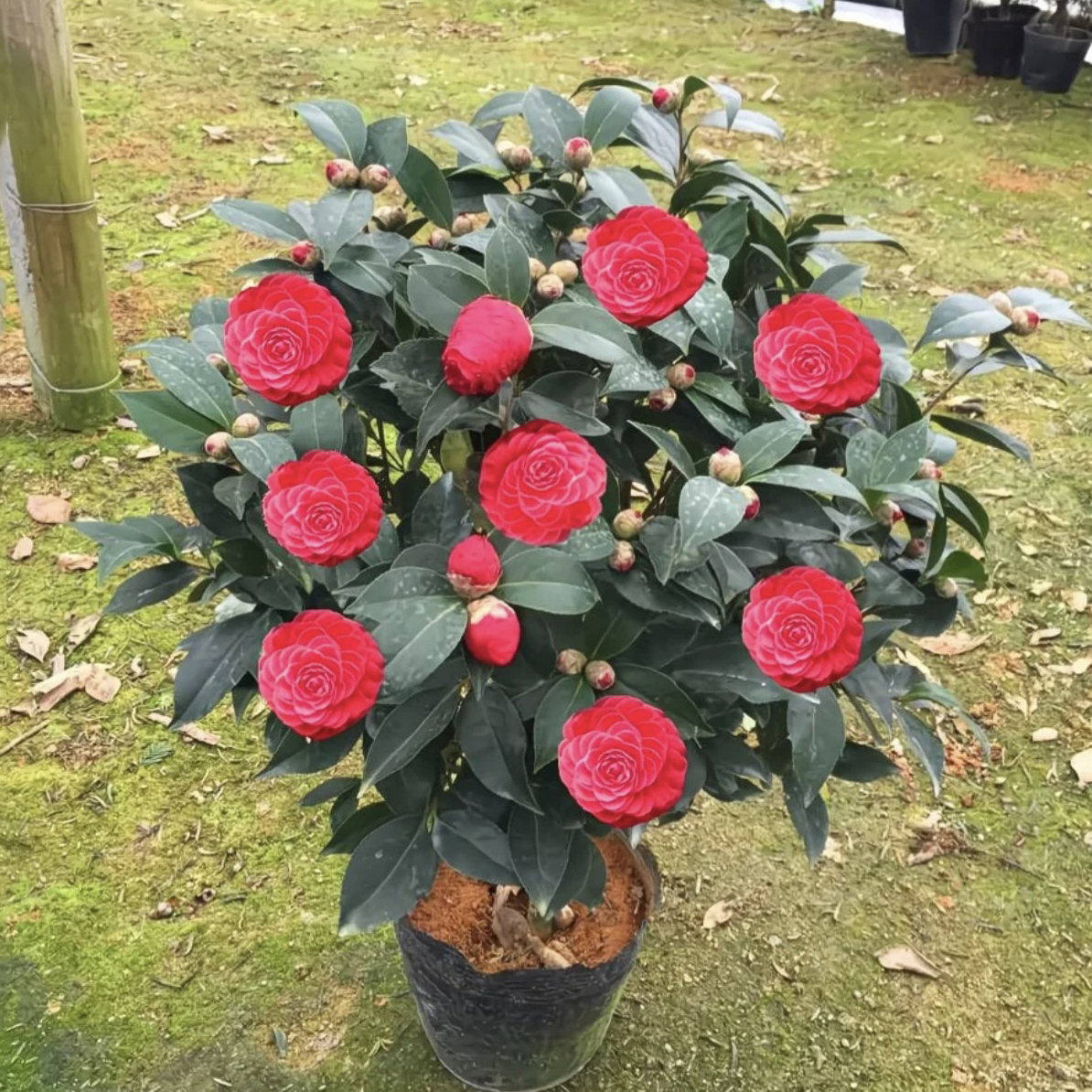 加高加大80-90高度六角大红赤丹茶花美系大红色花型重瓣带花苞