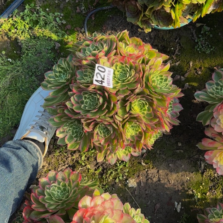 海王花27-12包邮花花