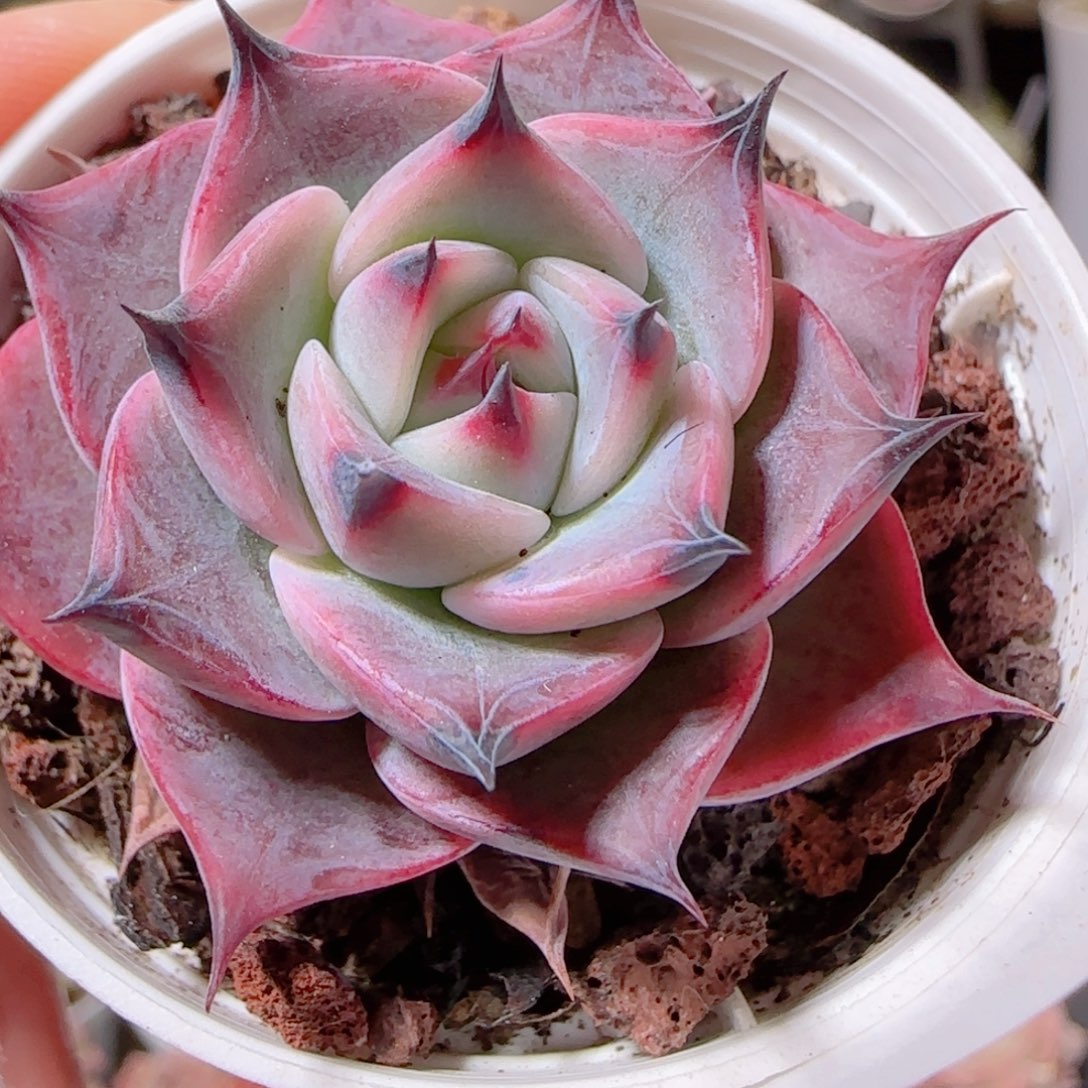 花语多肉1210-64黑抓