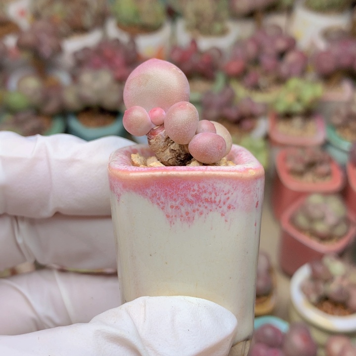 mini奶酪 双头粗桩 满35包邮