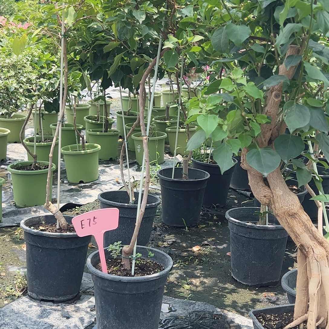 大部分开放少量花苞E75原生桩随机一颗