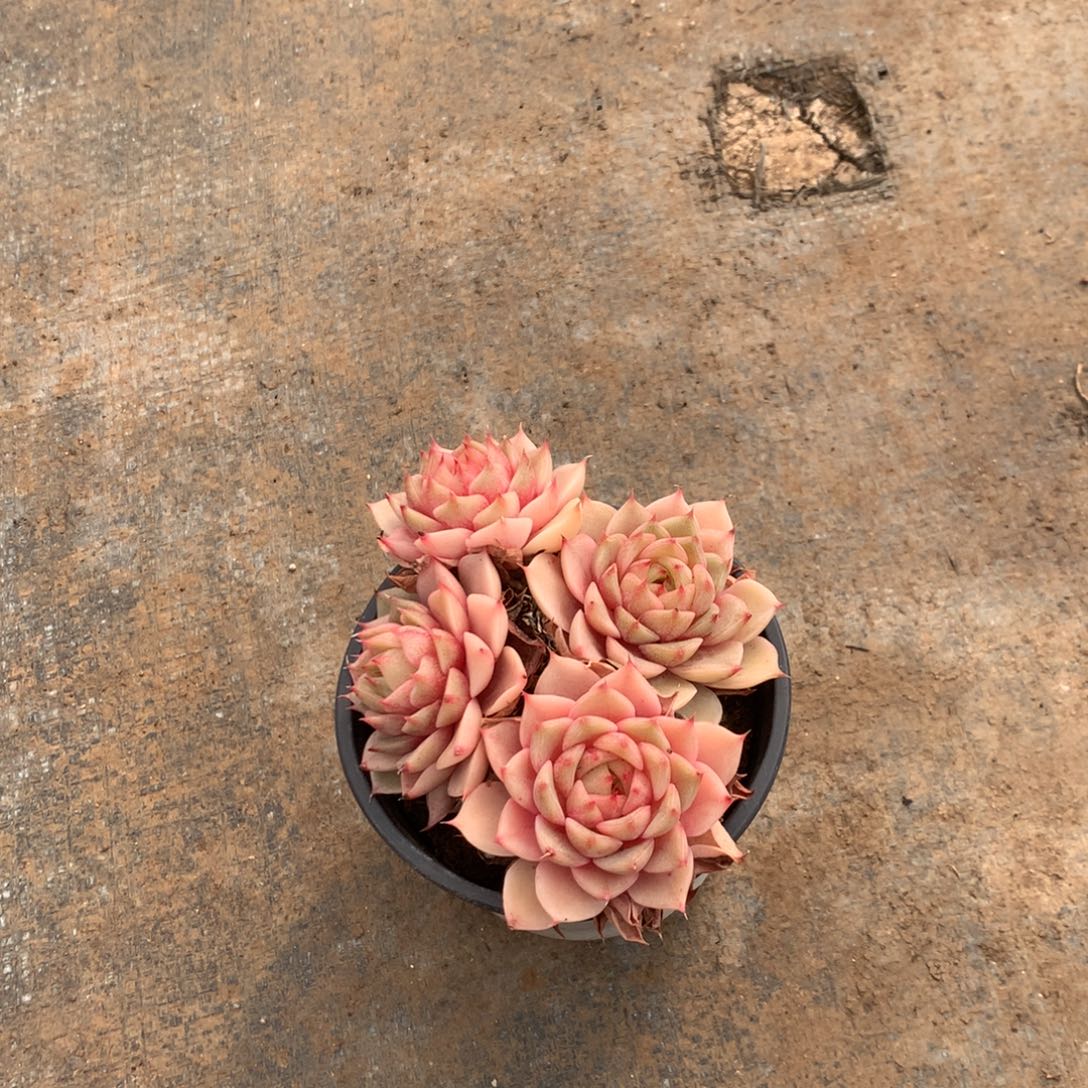 我们是真的没有缘分在