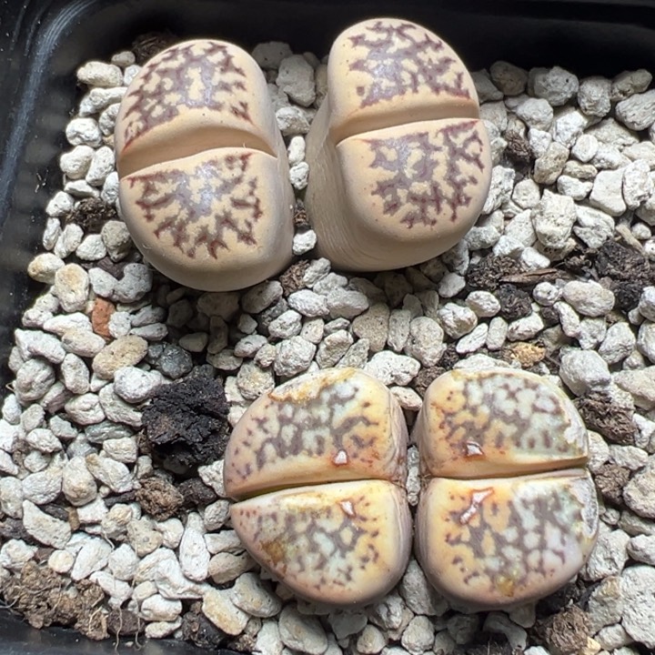 【闪购商品】 972。