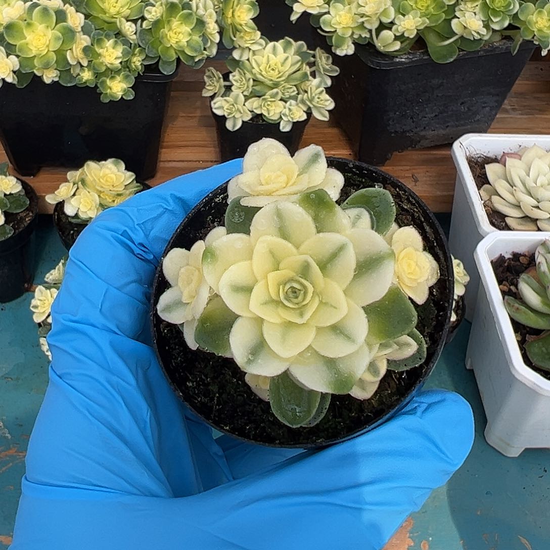 活动款猫眼玫瑰覆轮锦