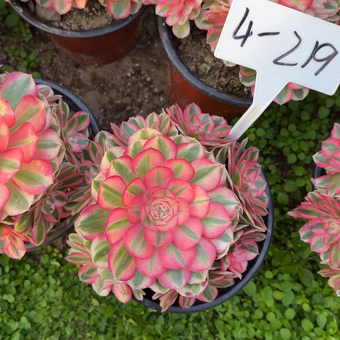 4-219倾城多肉法师多肉