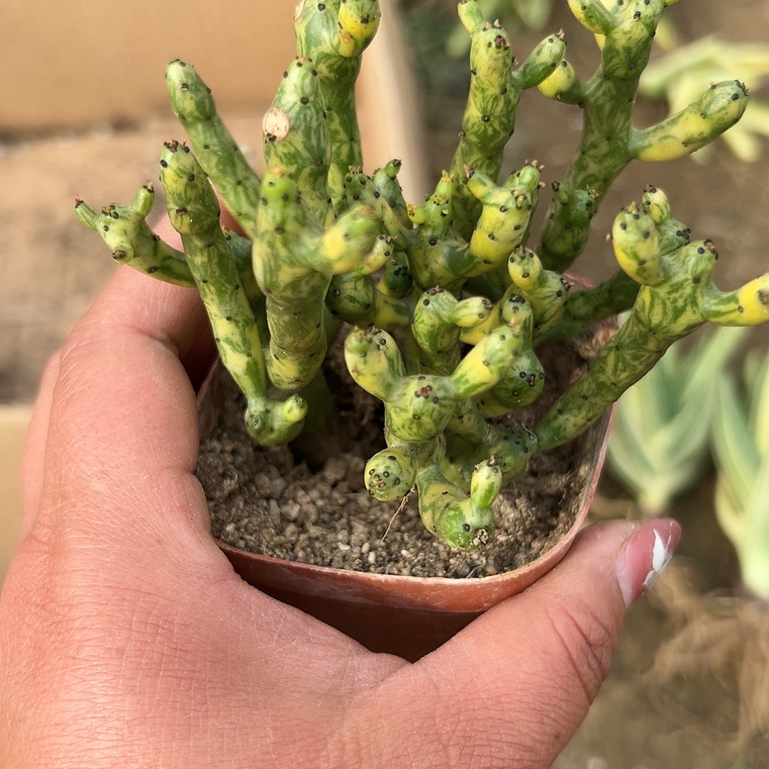 多肉植物光棍树锦