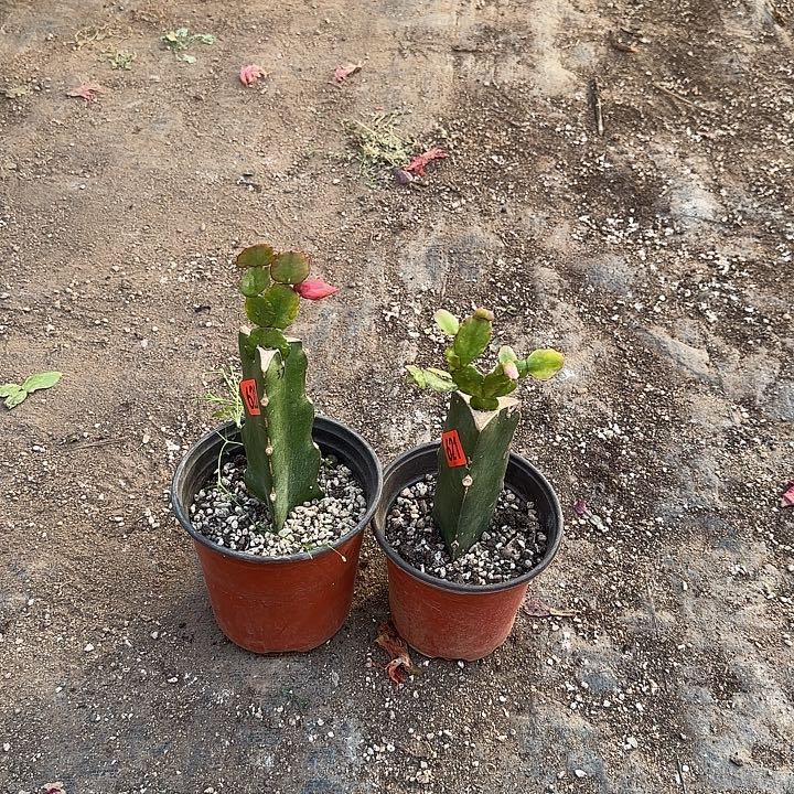 621+622嫁接蟹爪兰：037+027（小苗）