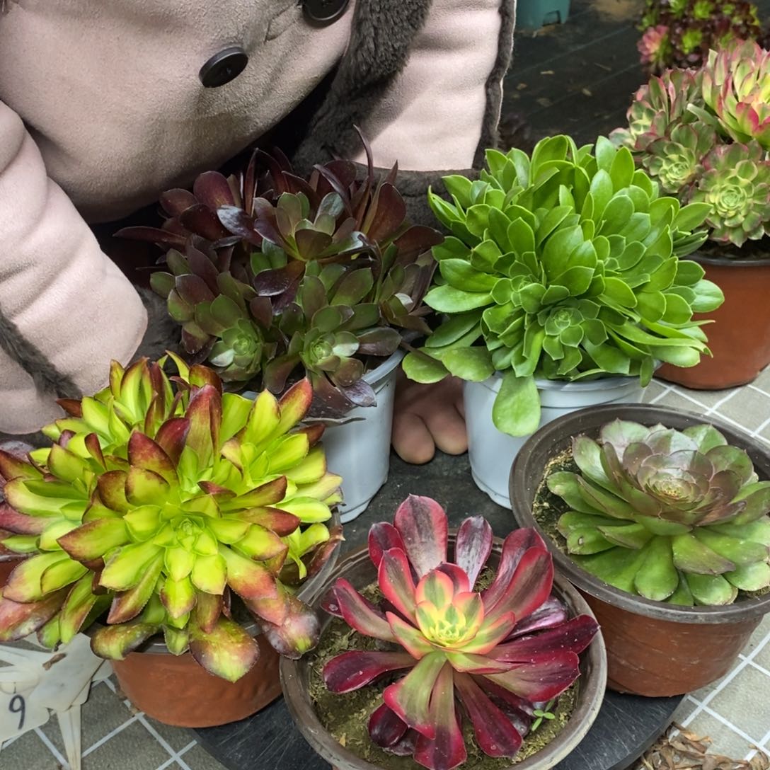 红陶五颗一组的14.8