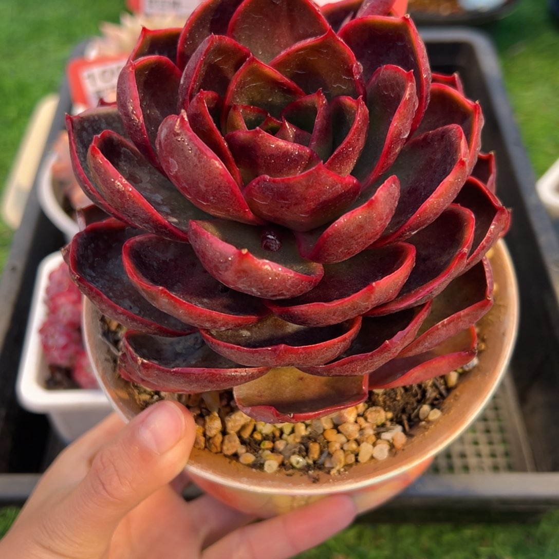 表妹精品多肉1002.