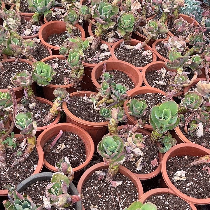 柠檬卷2颗9.99多肉植物精品