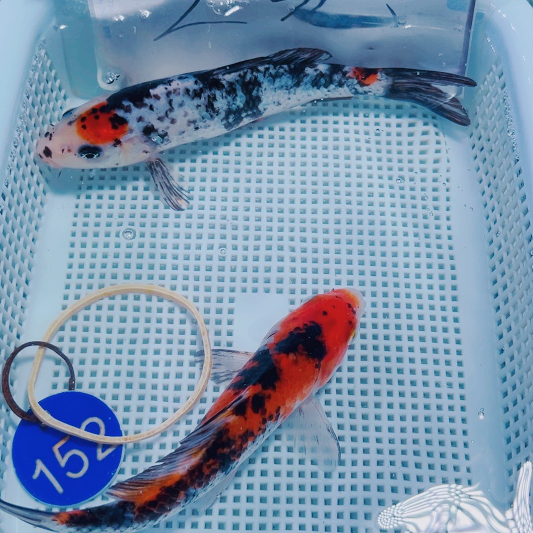 锦鲤152 观赏鱼冷水锦鲤