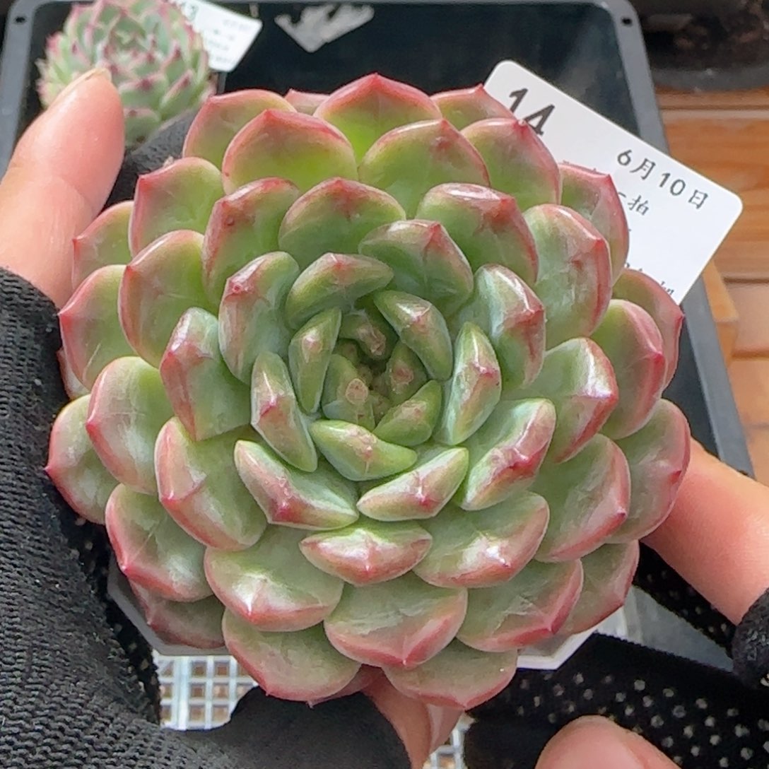 0610-14冰心珍妮母本