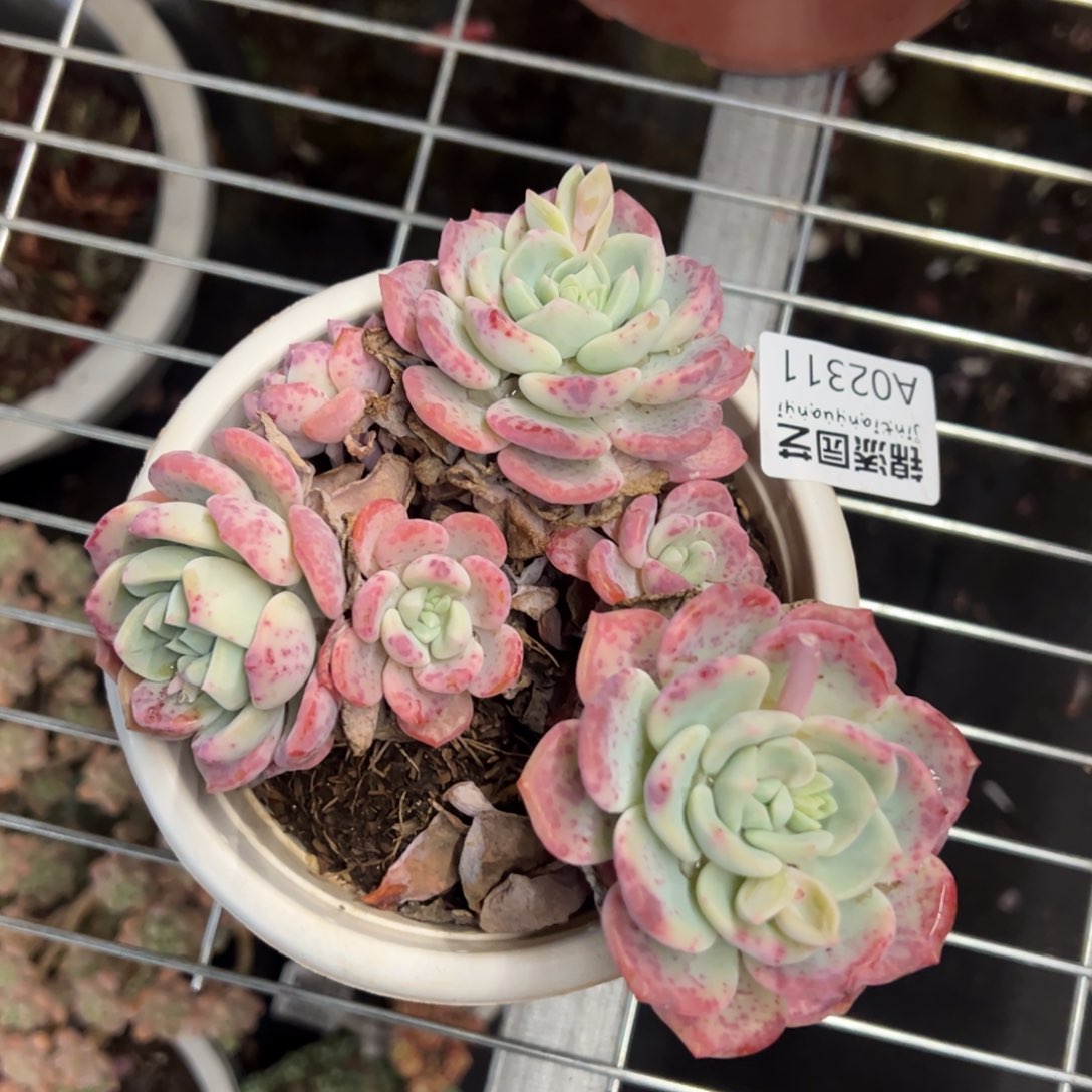 千山雪一物一拍2311