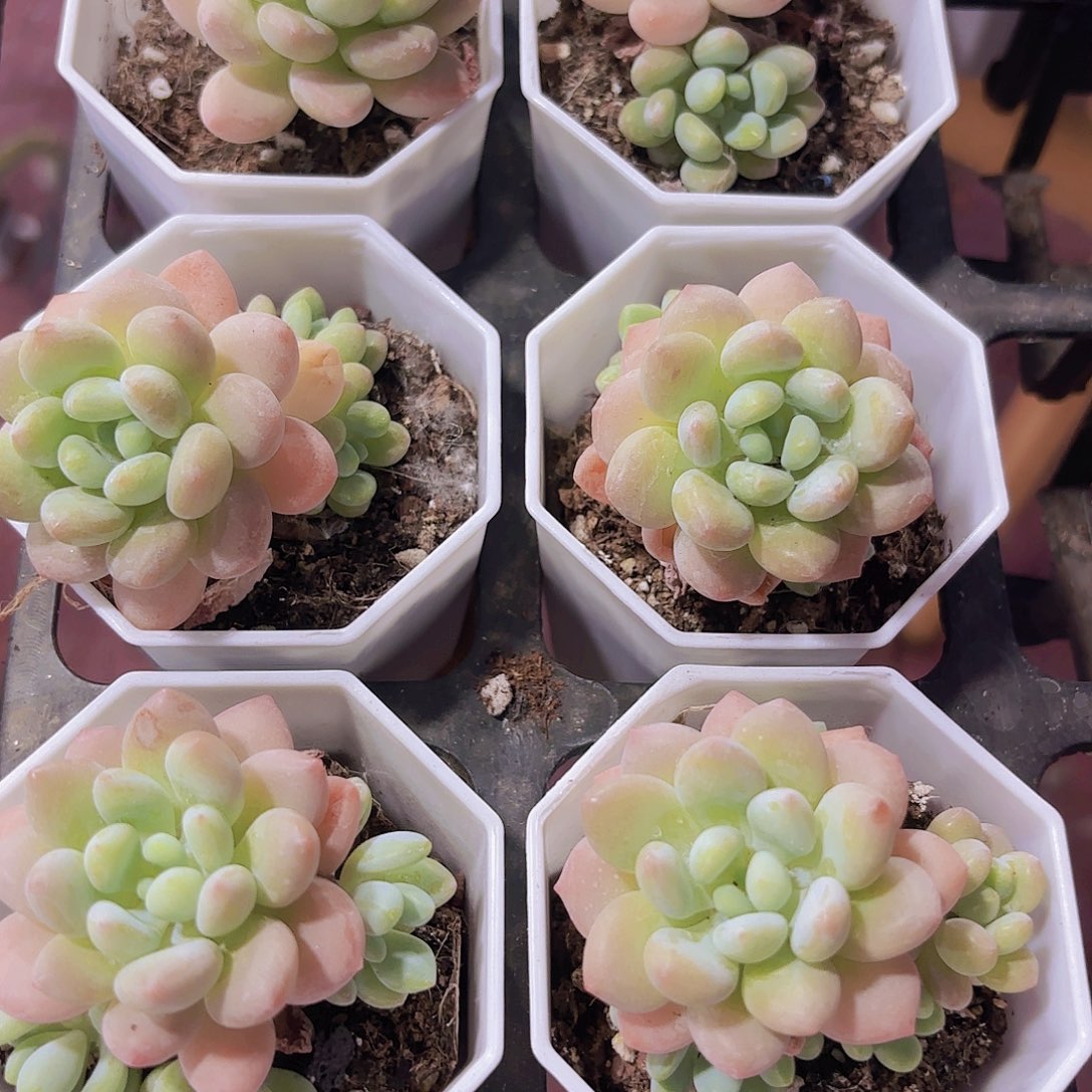 精品洛可可多肉植物