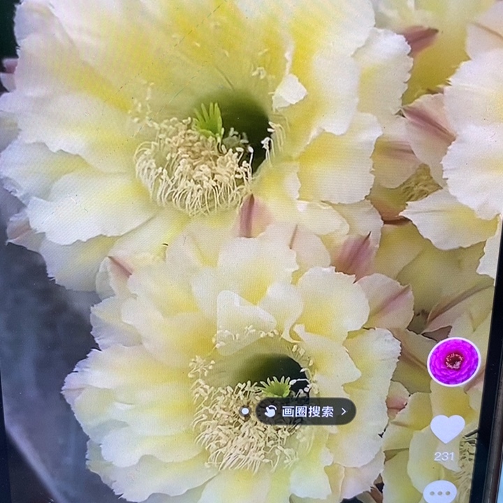 彩草云7.5公分左右