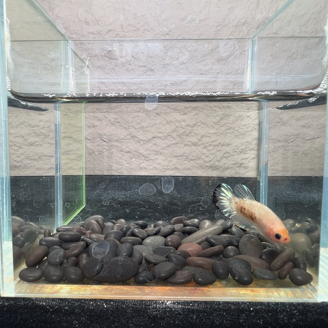 斗鱼阿浩泰斗27日96