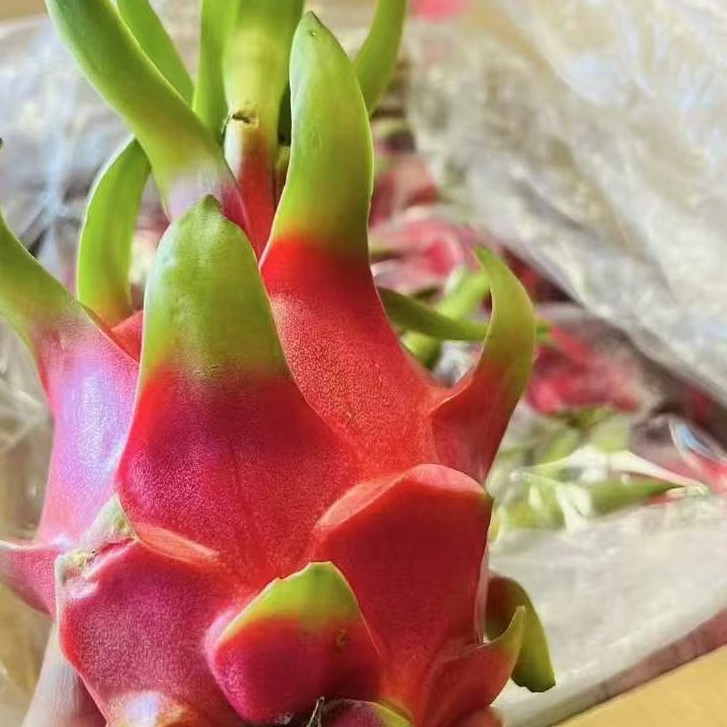 白心火龙果一公斤