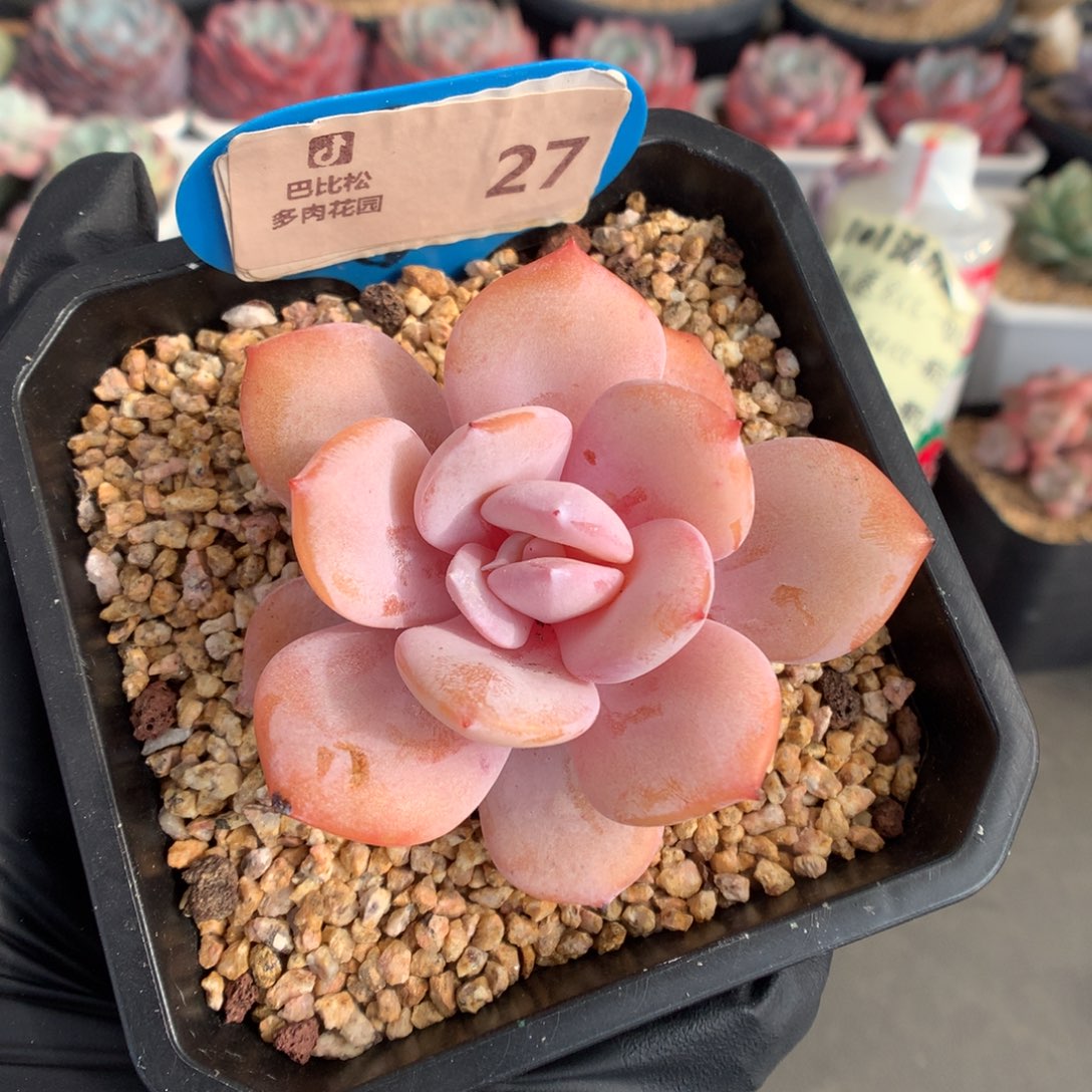 27 奶茶多肉多肉多肉