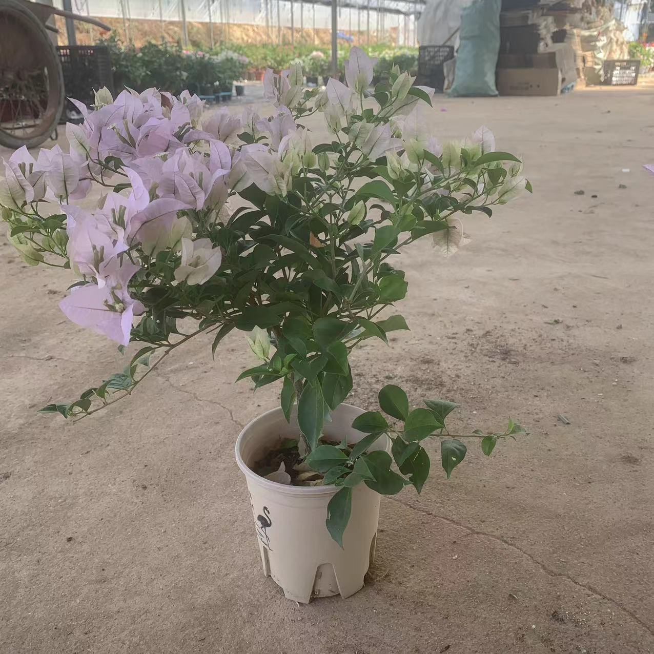 【苹果花】伊娃系列粉紫色超勤花三角梅新手易养原盆基地直发带花