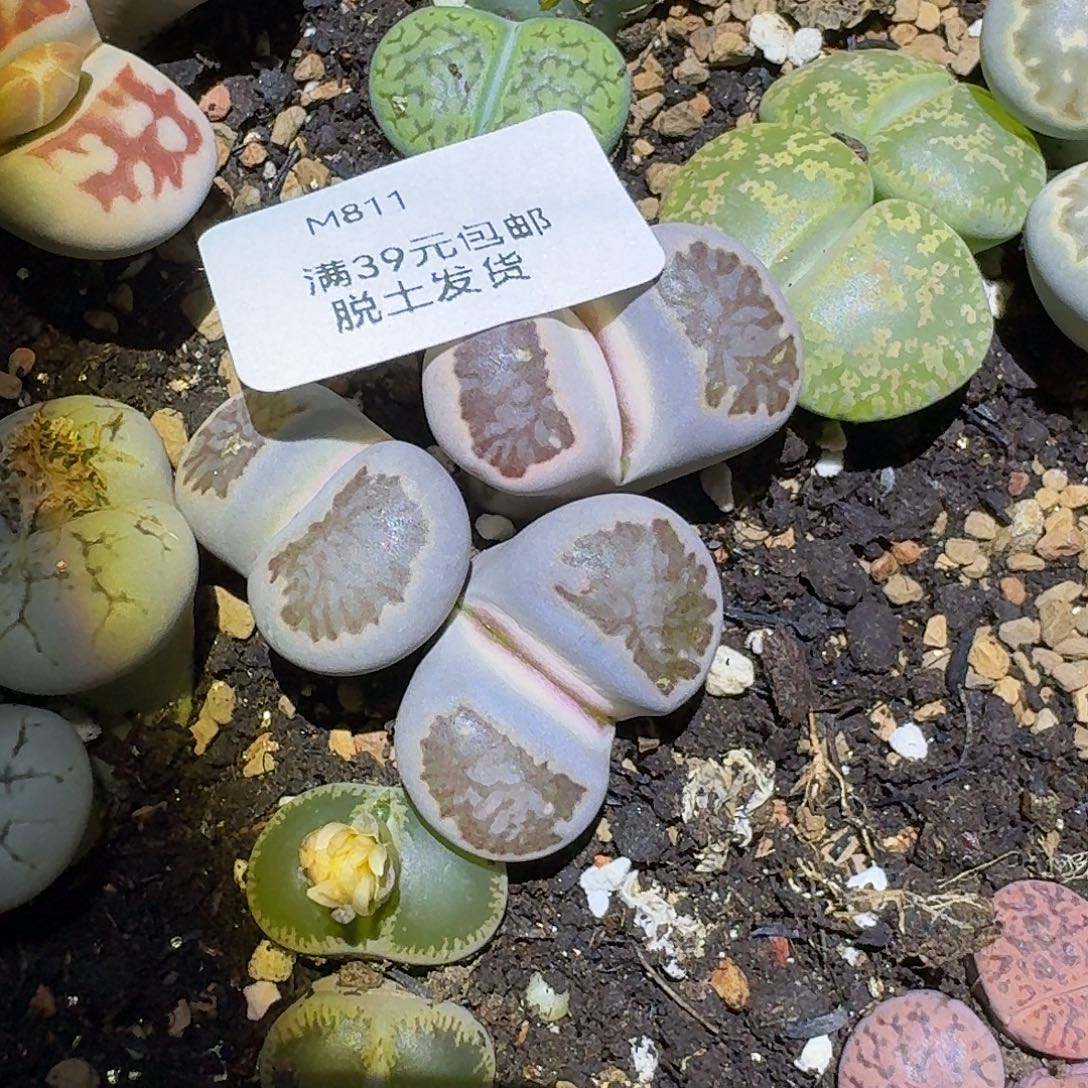 811多肉哈哈哈哈哈哈哈