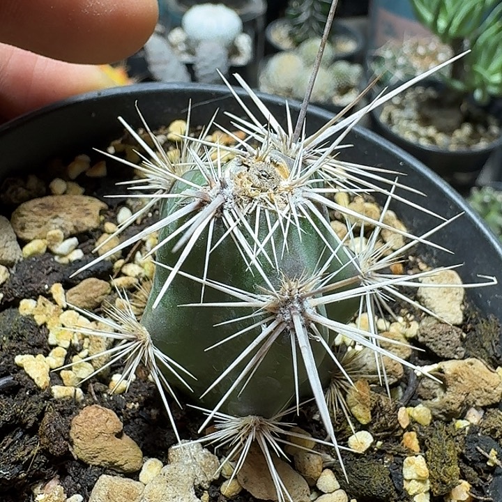 340姬武者团扇带盆发货砍头