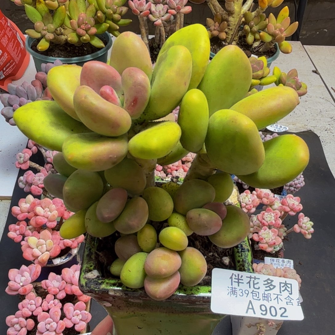 902芒果奶10cm多肉植物