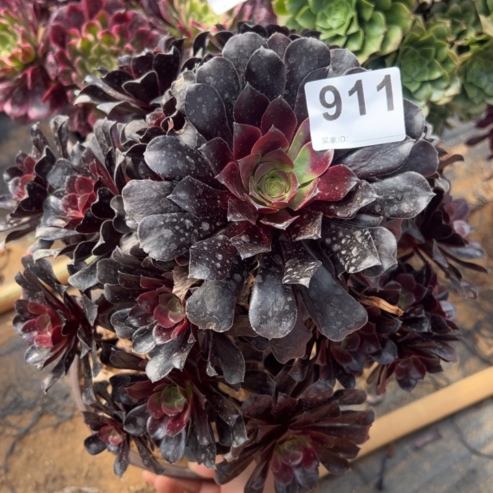 欧子多肉植物911