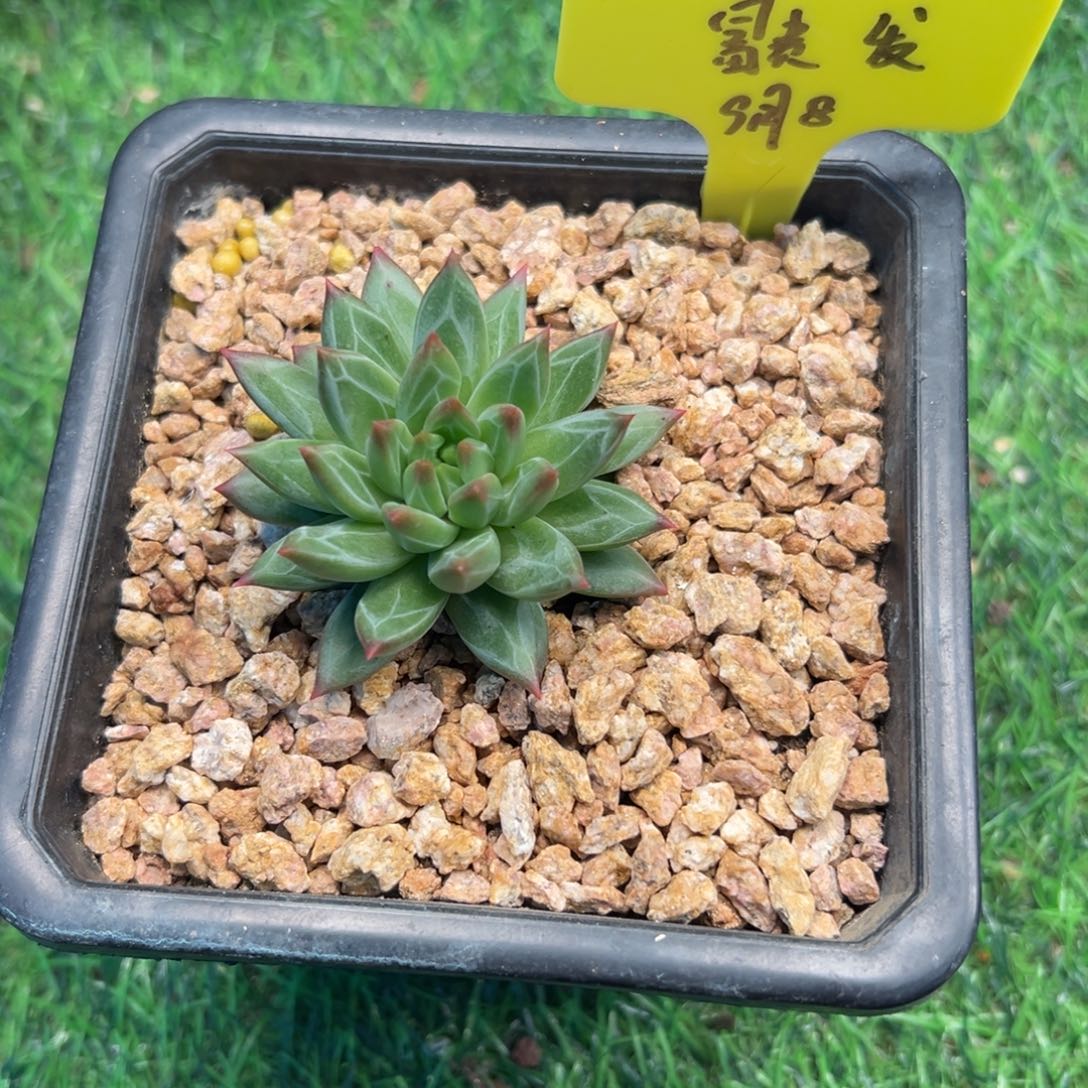 一物一拍，富贵，专拍