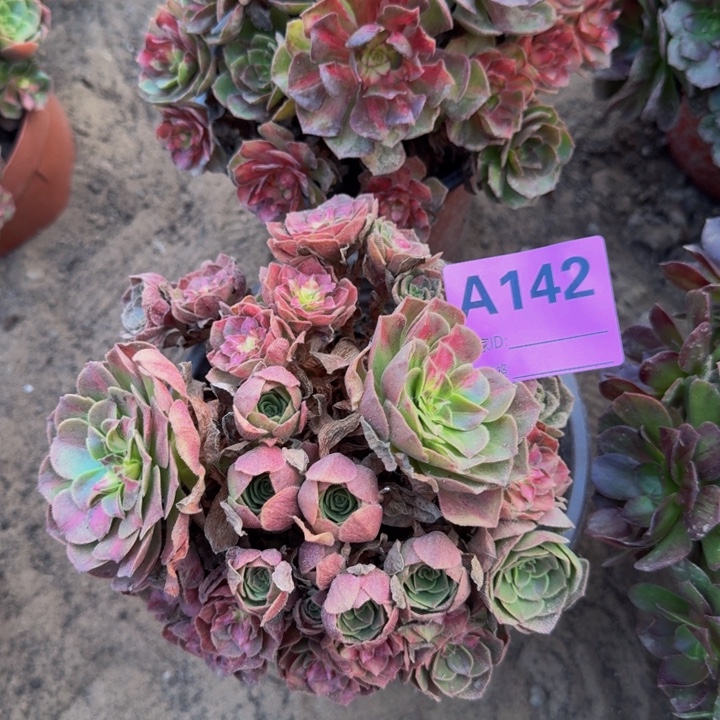 法师不包损不包侧枝142多肉海王七彩