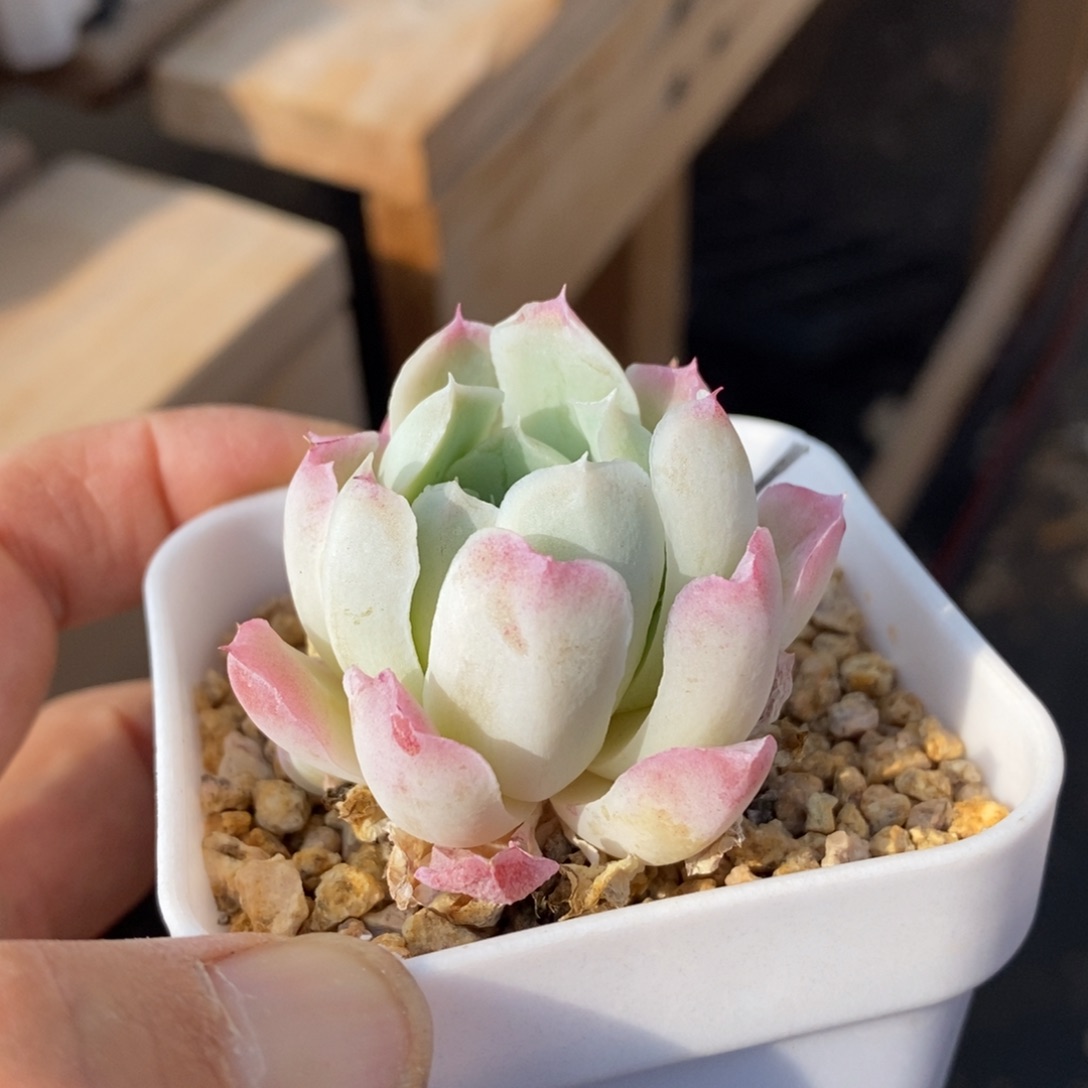 精品多肉一物一拍不包整144