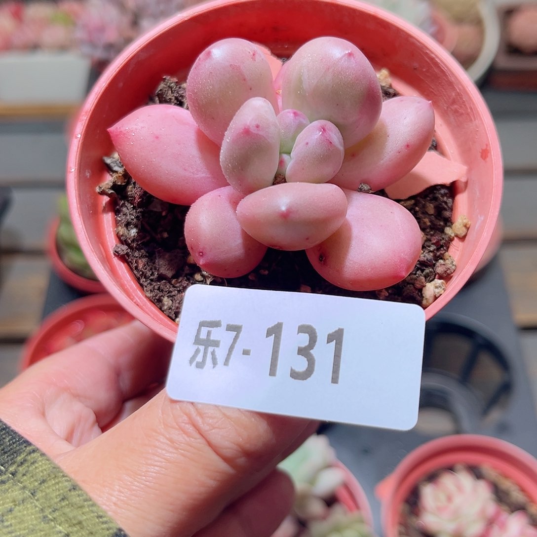 乐7-131 桃花源单头